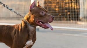 licencia tenencia perros ppp